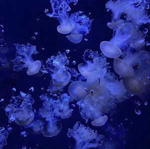 Meet your Posher, Gracelyn